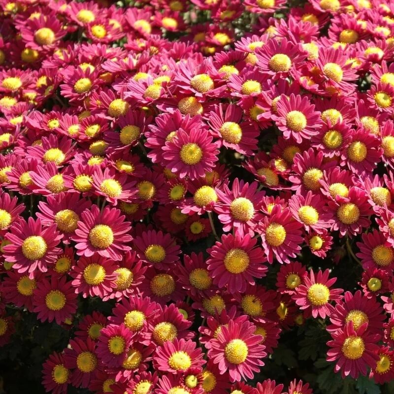 Robinsons Daisy Painted Chrysanthemum Seeds - Heirloom Flower Garden Seeds for Growing 