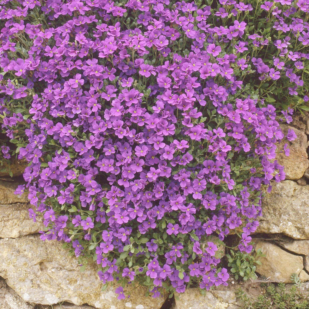 Rockcress Aubrieta Deltoidea Seeds - Heirloom Flower Garden Seeds for Growing