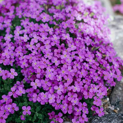 Rockcress Aubrieta Deltoidea Seeds - Heirloom Flower Garden Seeds for Growing