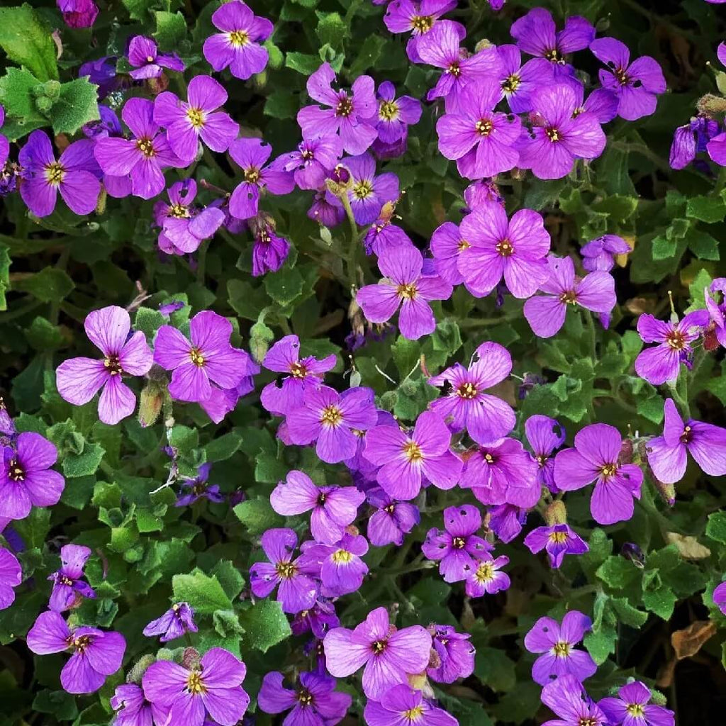 Rockcress Aubrieta Deltoidea Seeds - Heirloom Flower Garden Seeds for Growing