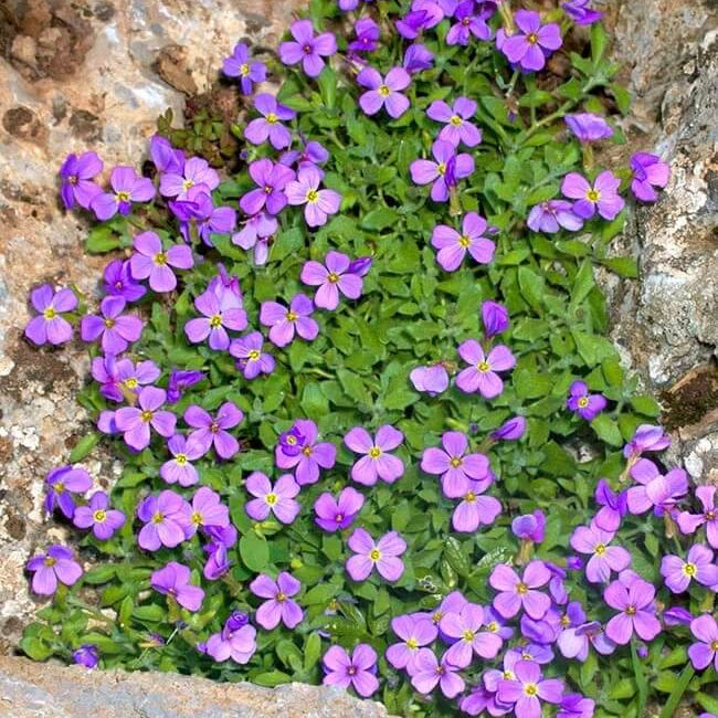 Rockcress Aubrieta Deltoidea Seeds - Heirloom Flower Garden Seeds for Growing