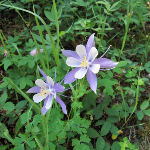 Rocky Mountain Columbine Seeds - Heirloom Flower Garden Seeds for Growing