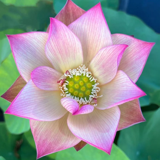 Root Lotus Seeds  - Heirloom Flower Garden Seeds for Growing