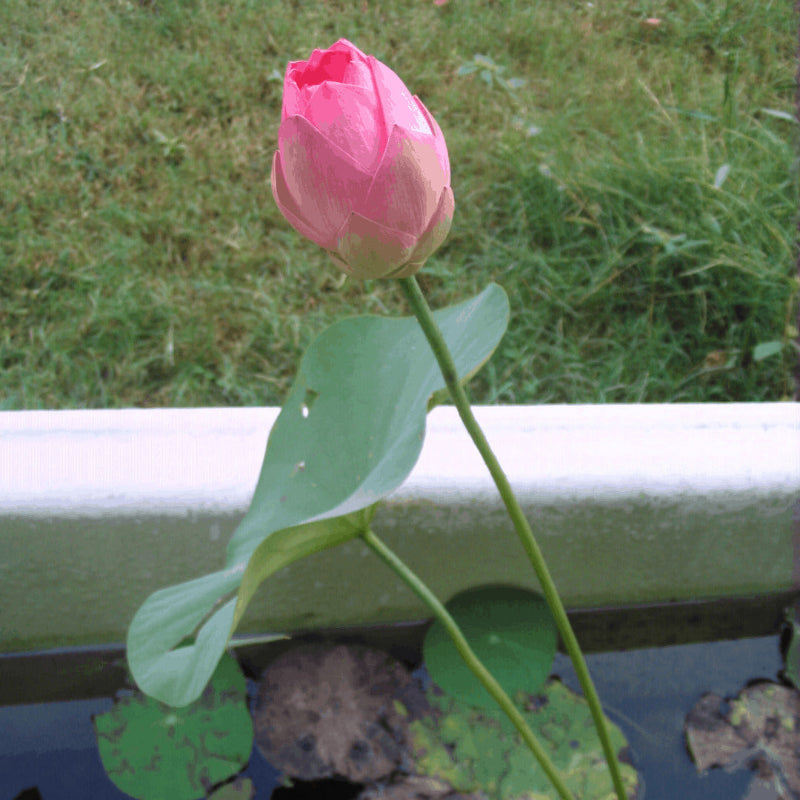 Root Lotus Seeds  - Heirloom Flower Garden Seeds for Growing