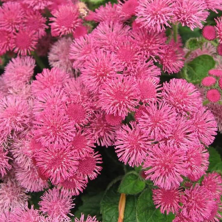 Rose Ageratum Seeds - Heirloom Flower Garden Seeds for Growing