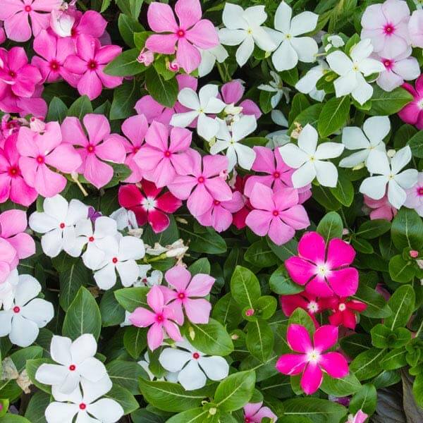 Rose Periwinkle Seeds - Heirloom Flower Garden Seeds for Growing
