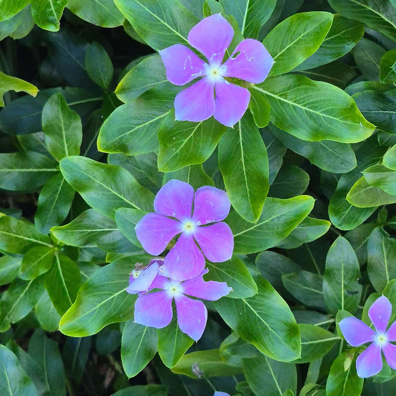 Rose Periwinkle Seeds - Heirloom Flower Garden Seeds for Growing