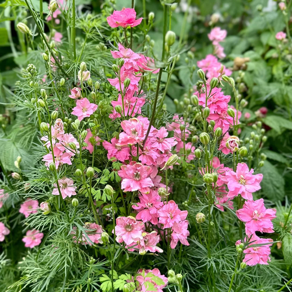 Rose Queen Larkspur Seeds - Heirloom Flower Garden Seeds for Growing
