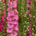 Rose Queen Larkspur Seeds - Heirloom Flower Garden Seeds for Growing
