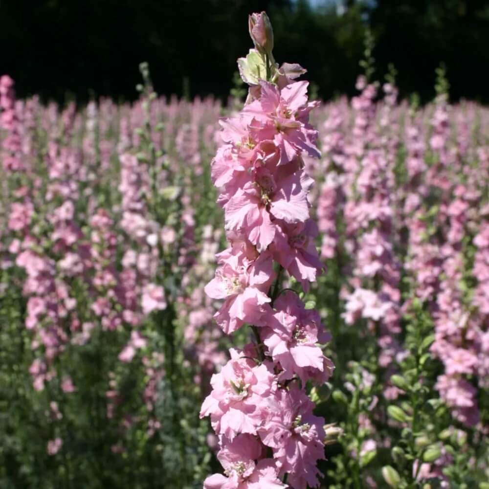 Rose Queen Larkspur Seeds - Heirloom Flower Garden Seeds for Growing