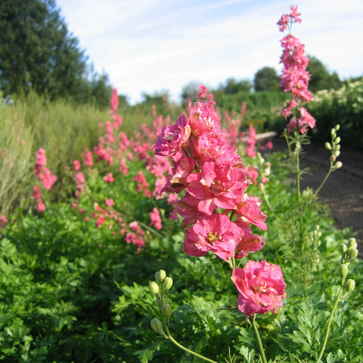 Rose Queen Larkspur Seeds - Heirloom Flower Garden Seeds for Growing