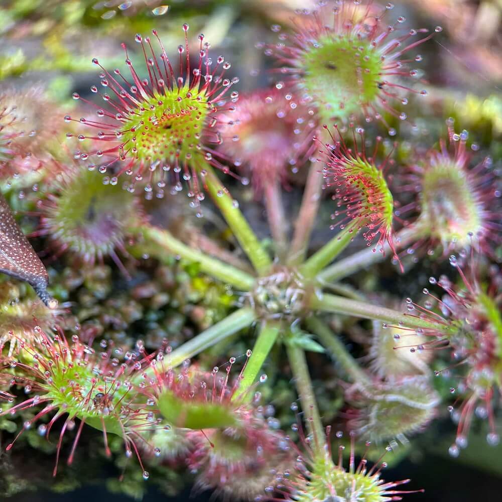 Round-Leaved Sundew Seeds - Heirloom Flower Garden Seeds for Growing