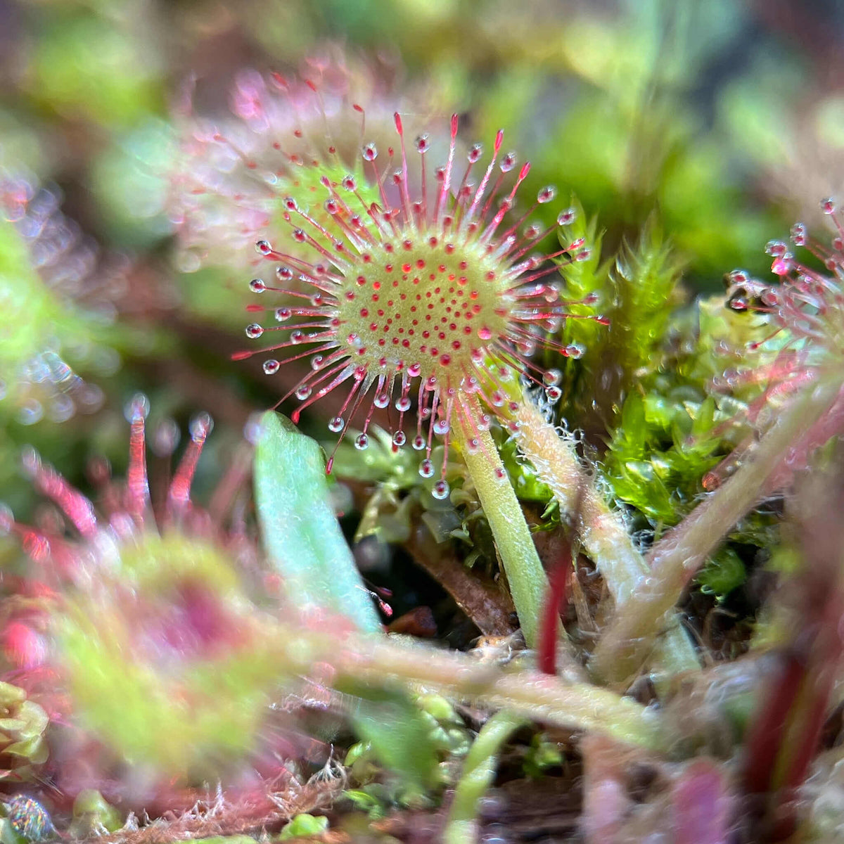 Round-Leaved Sundew Seeds - Heirloom Flower Garden Seeds for Growing
