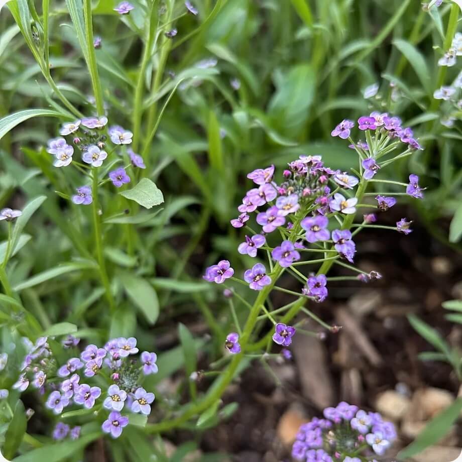 Royal Carpet Alyssum Seeds - Heirloom Flower Garden Seeds for Growing