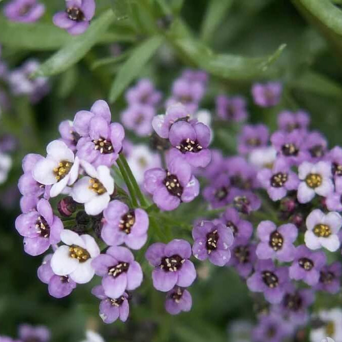 Royal Carpet Alyssum Seeds - Heirloom Flower Garden Seeds for Growing