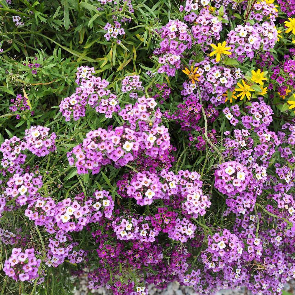 Royal Carpet Alyssum Seeds - Heirloom Flower Garden Seeds for Growing