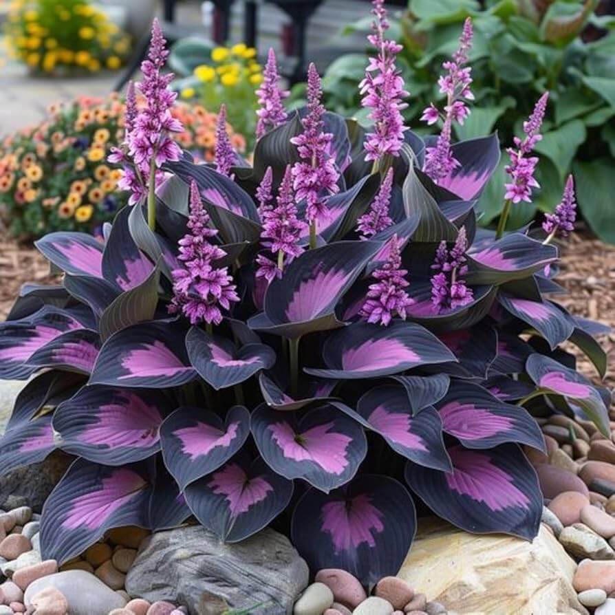 Royal Leaf Hosta Seeds - Heirloom Flower Garden Seeds for Growing
