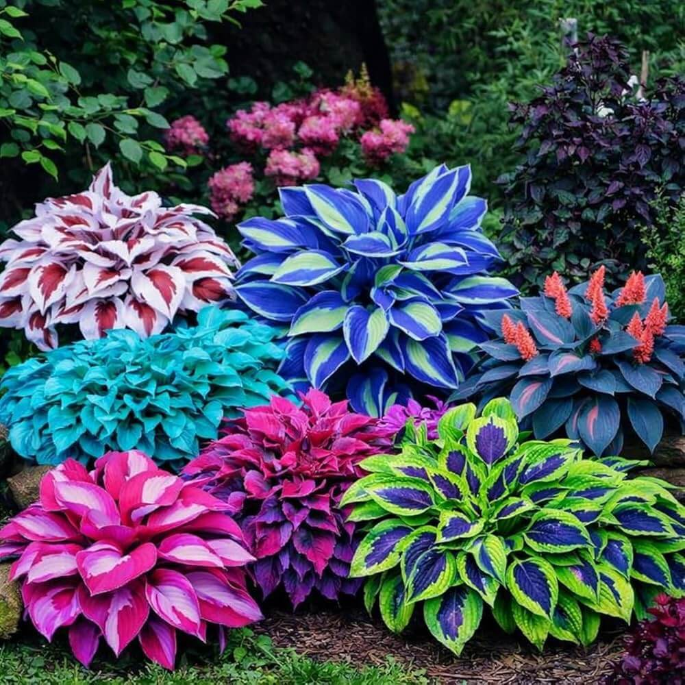 Royal Leaf Hosta Seeds - Heirloom Flower Garden Seeds for Growing