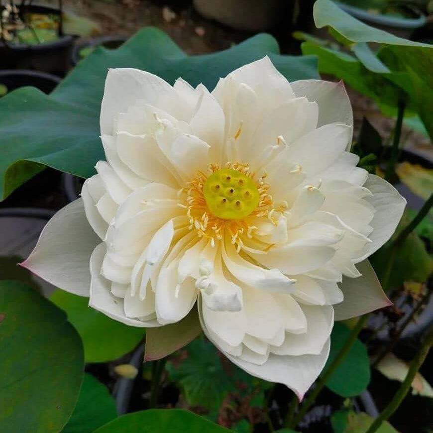 Sacred White Lotus Seeds - Heirloom Flower Garden Seeds for Growing