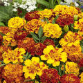 Safari Mix Marigold Seeds - Heirloom Flower Garden Seeds for Growing
