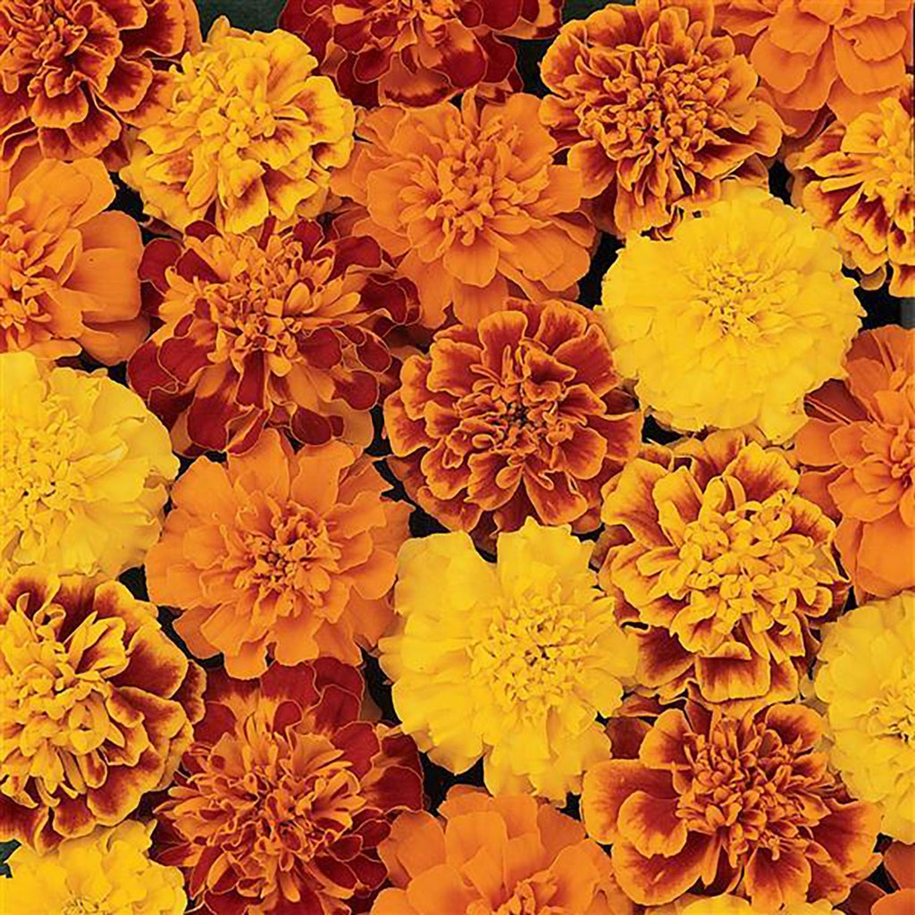 Safari Mix Marigold Seeds - Heirloom Flower Garden Seeds for Growing