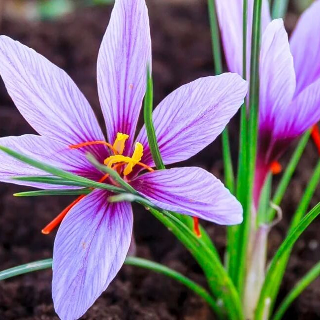 Saffron Spice Plant seeds