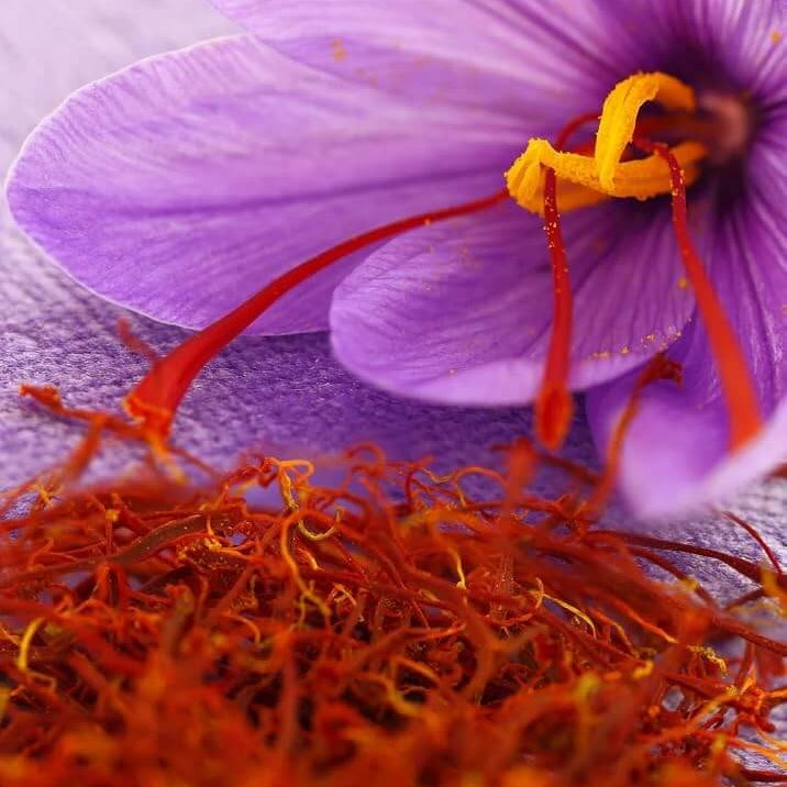 Saffron Spice Plant seeds
