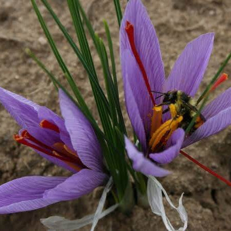 Saffron crocus seeds for planting