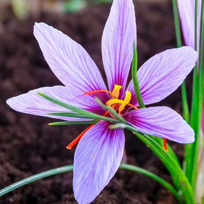 Saffron crocus seeds for planting