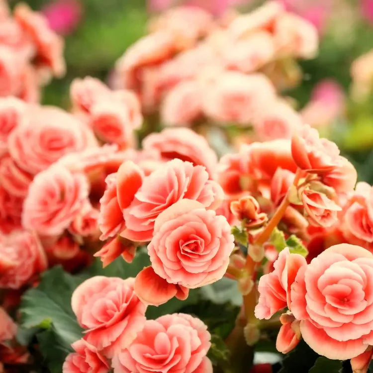 Salmon Begonia Seeds - Heirloom Flower Garden Seeds for Growing