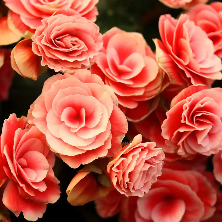 Salmon Begonia Seeds - Heirloom Flower Garden Seeds for Growing