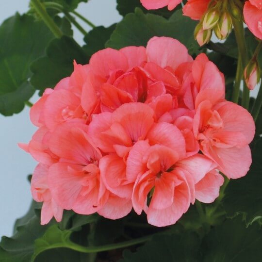 Salmon Pelargonium Peltatum Geranium Seeds  - Heirloom Flower Garden Seeds for Growing
