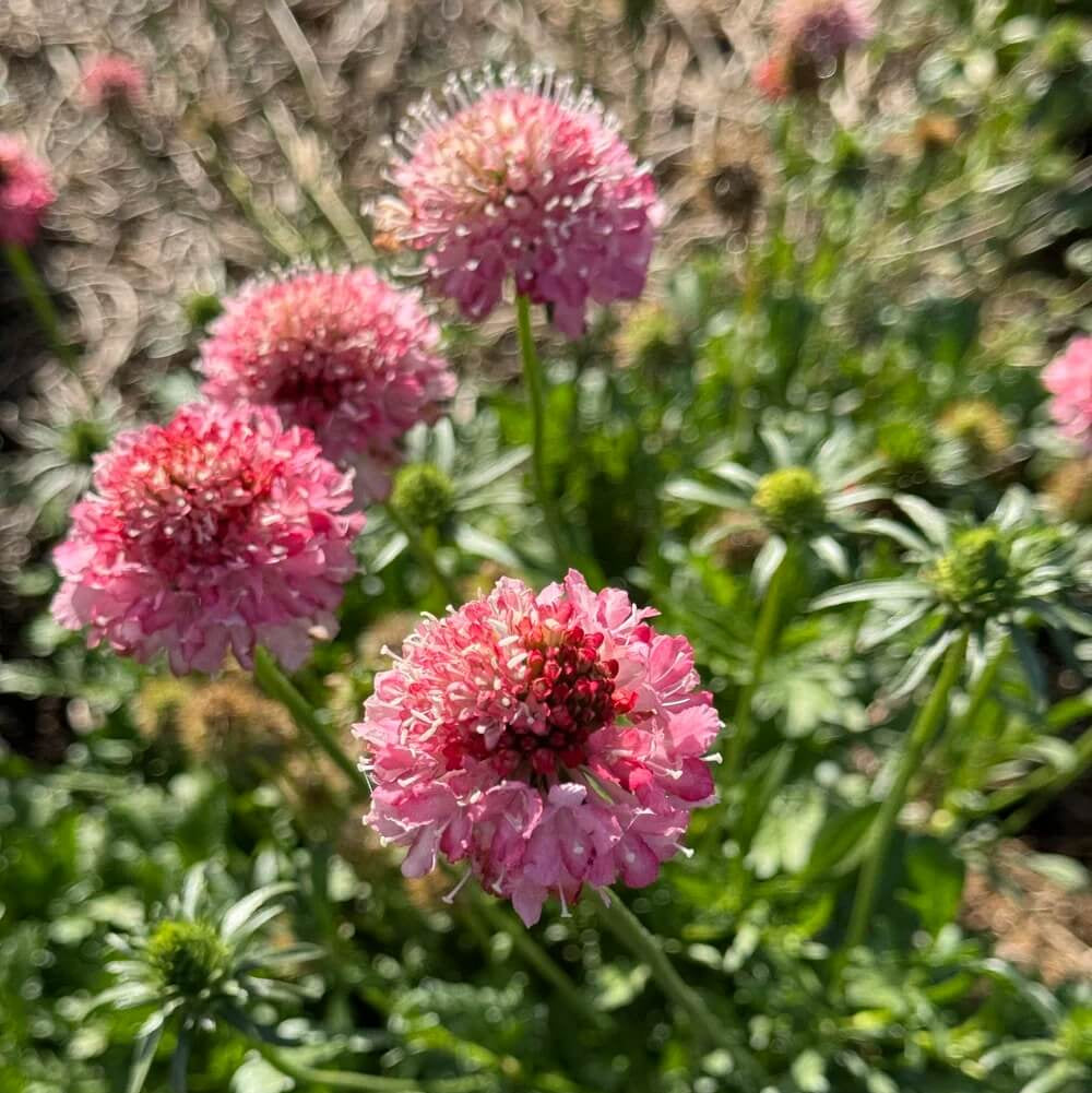 Salmon Rose Scabiosa atropurpurea Seeds - Heirloom Flower Garden Seeds for Growing