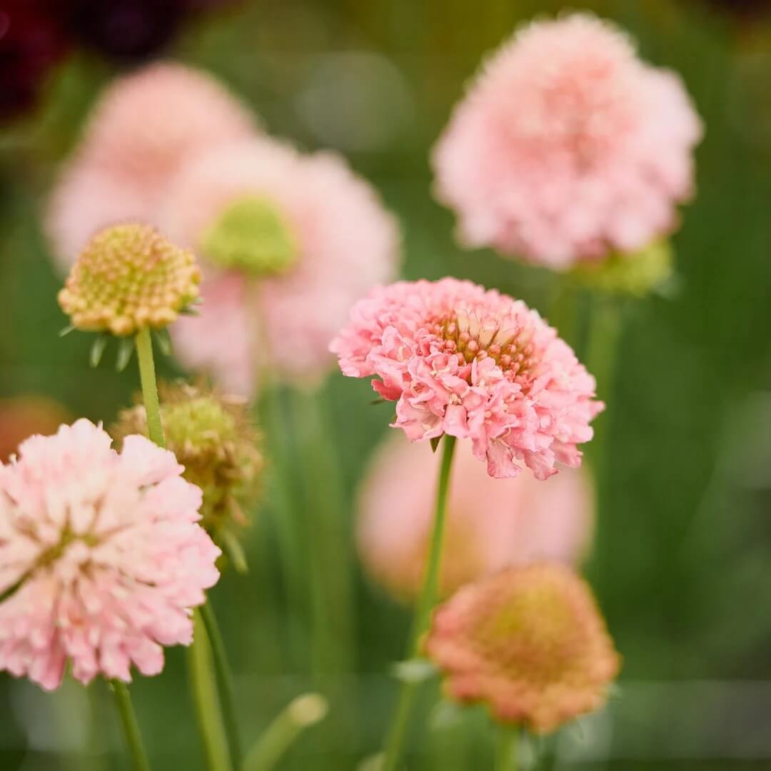 Salmon Rose Scabiosa atropurpurea Seeds - Heirloom Flower Garden Seeds for Growing
