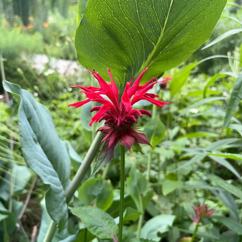 Scarlet Bee Balm Monarda Didyma Seeds - Heirloom Flower Garden Seeds for Growing