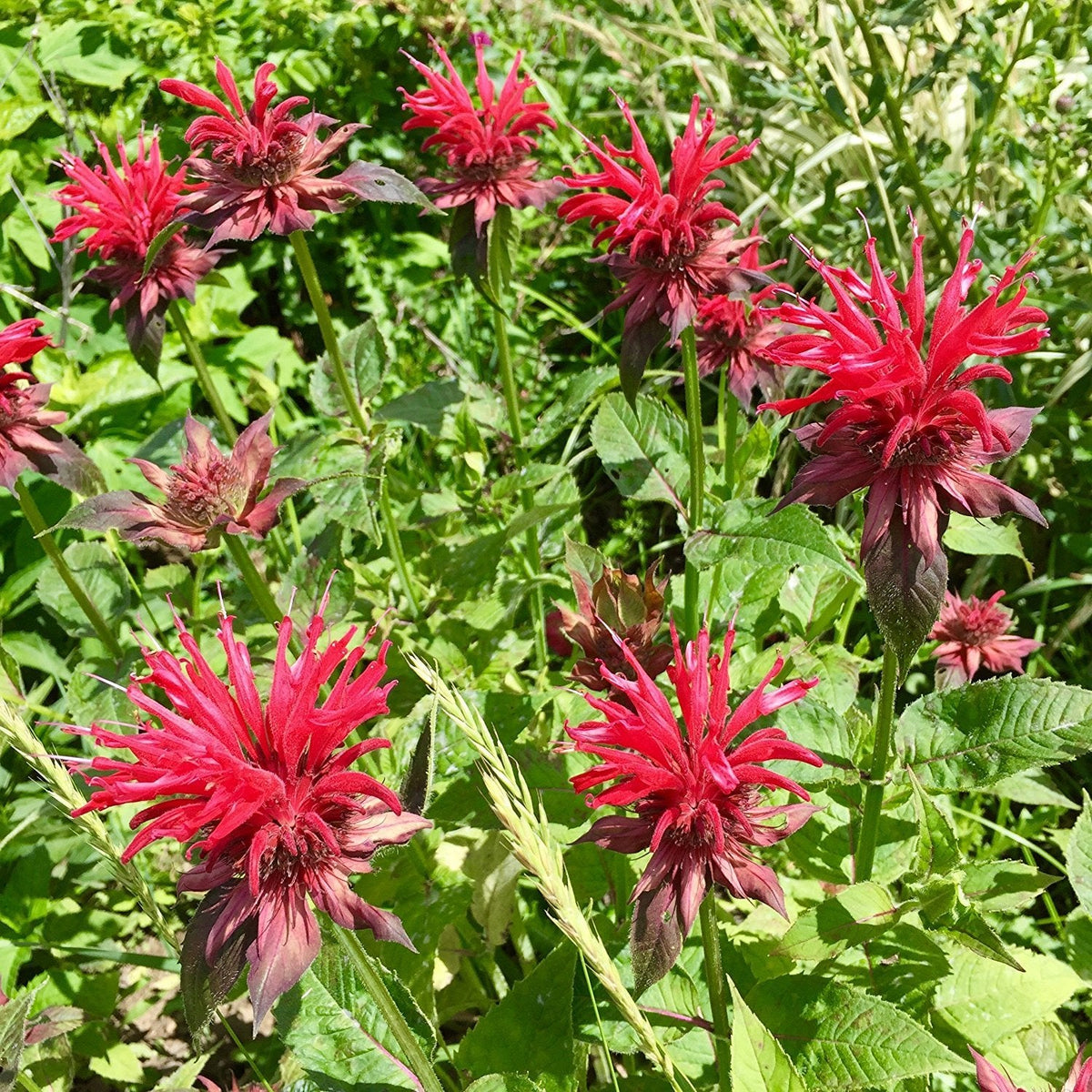Scarlet Bee Balm Seeds - Heirloom Flower Garden Seeds for Growing
