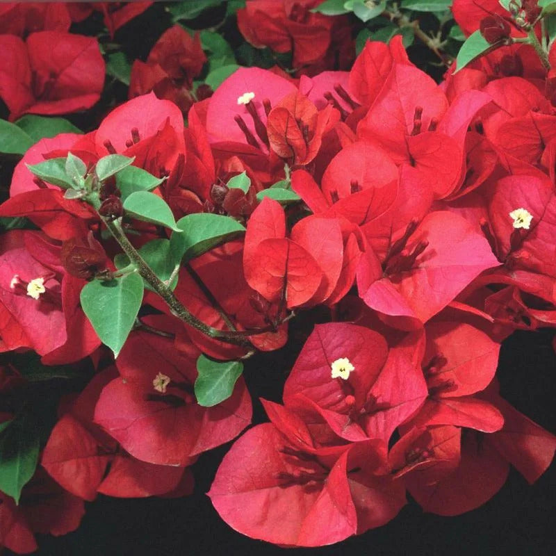 Scarlett Hara Bougainvillea Seeds - Heirloom Flower Garden Seeds for Growing