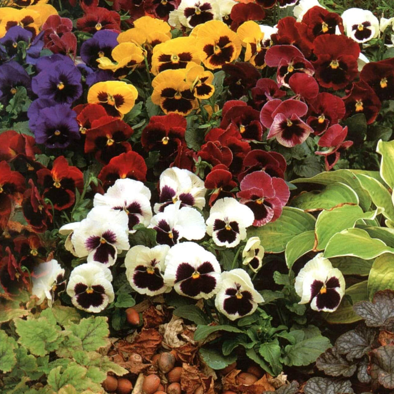 Schweizer Riesen Mix Pansy Seeds - Heirloom Flower Garden Seeds for Growing