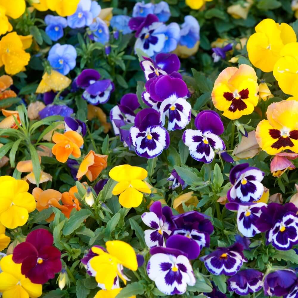 Schweizer Riesen Mix Pansy Seeds - Heirloom Flower Garden Seeds for Growing