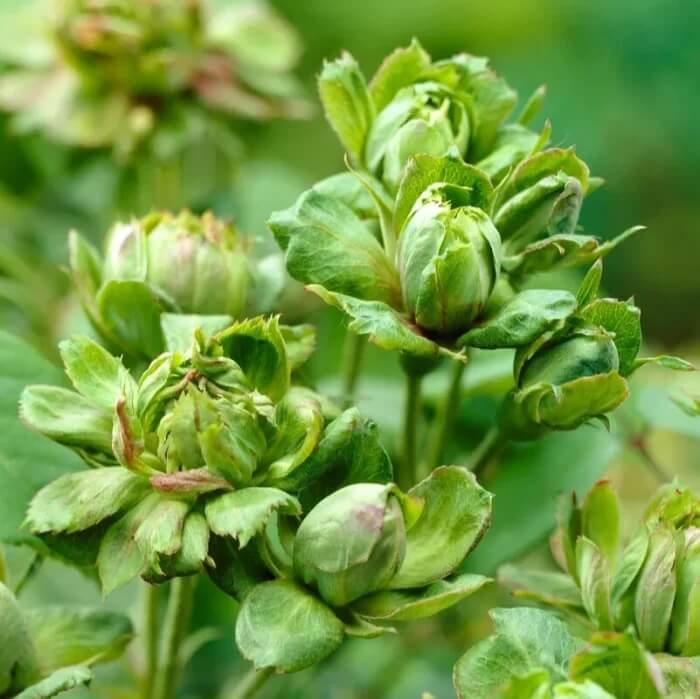 Scottish Green Rosa spp. Seeds - Heirloom Flower Garden Seeds for Growing