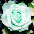 Sea Green Rosa spp. Seeds - Heirloom Flower Garden Seeds for Growing