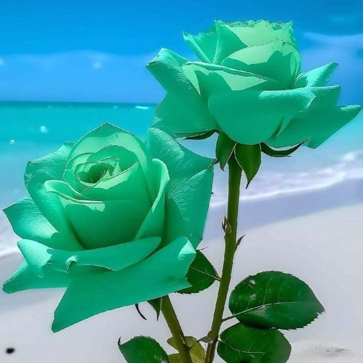 Sea Green Rosa spp. Seeds - Heirloom Flower Garden Seeds for Growing