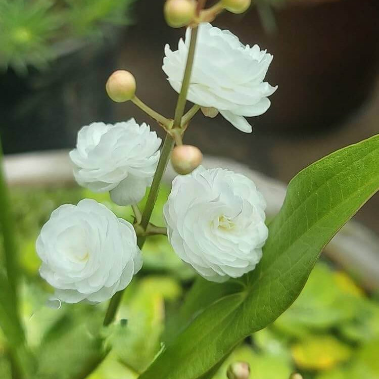 Sea Green Rosa spp. Seeds - Heirloom Flower Garden Seeds for Growing