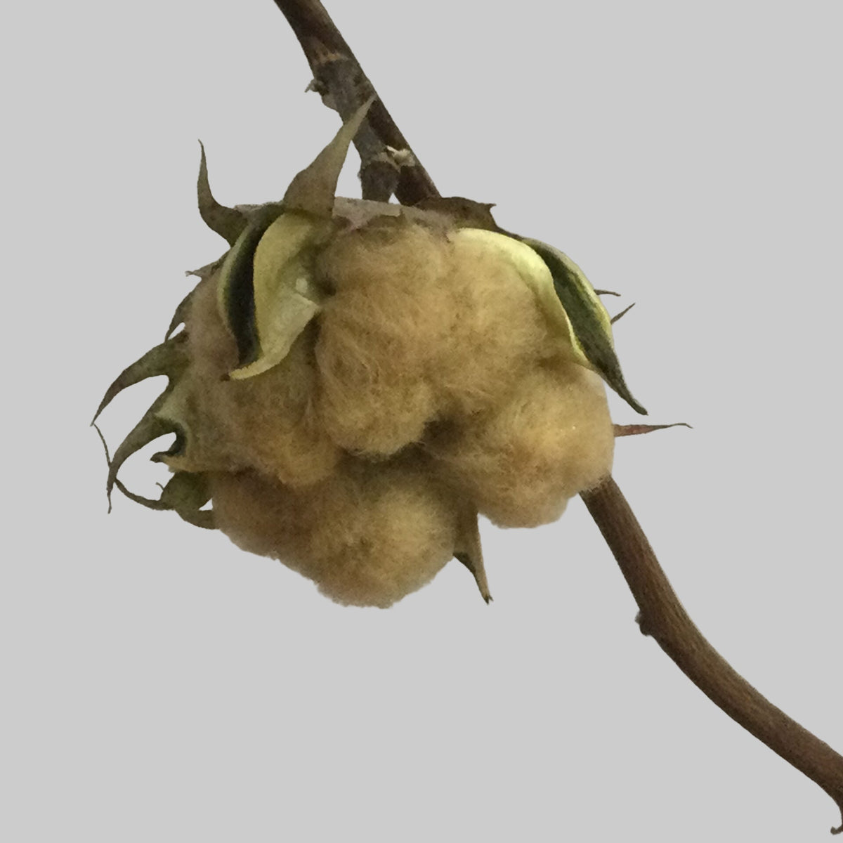 Sea Island Brown Cotton Seeds - Heirloom Flower Garden Seeds for Growing