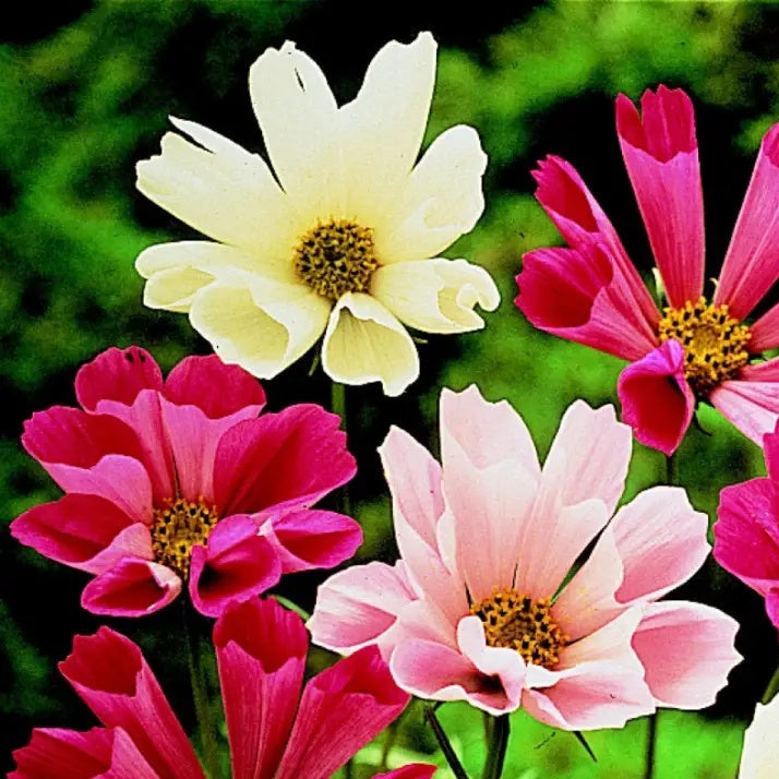 Sea Shells Bipinnatus Cosmos  Seeds - Heirloom Flower Garden Seeds for Growing