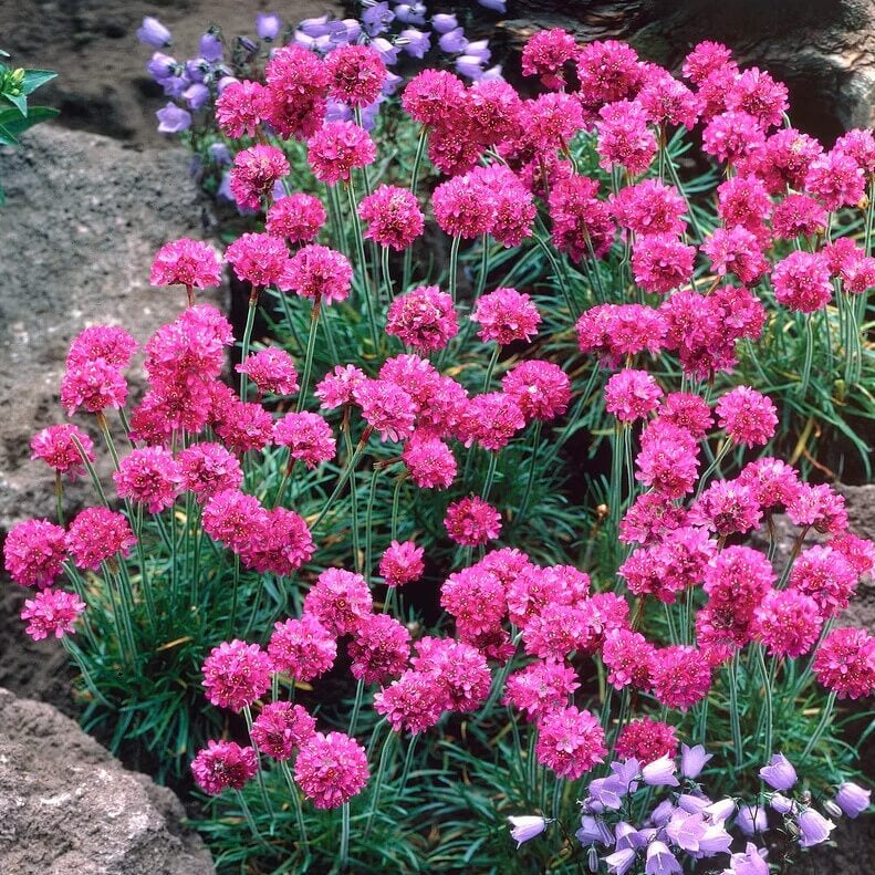 Sea Thrift Armeria Seeds - Heirloom Flower Garden Seeds for Growing