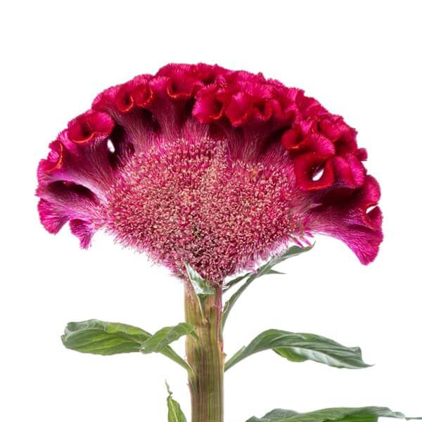 Seasonal Bloomer Dark Pink Celosia Seeds - Heirloom Flower Garden Seeds for Growing