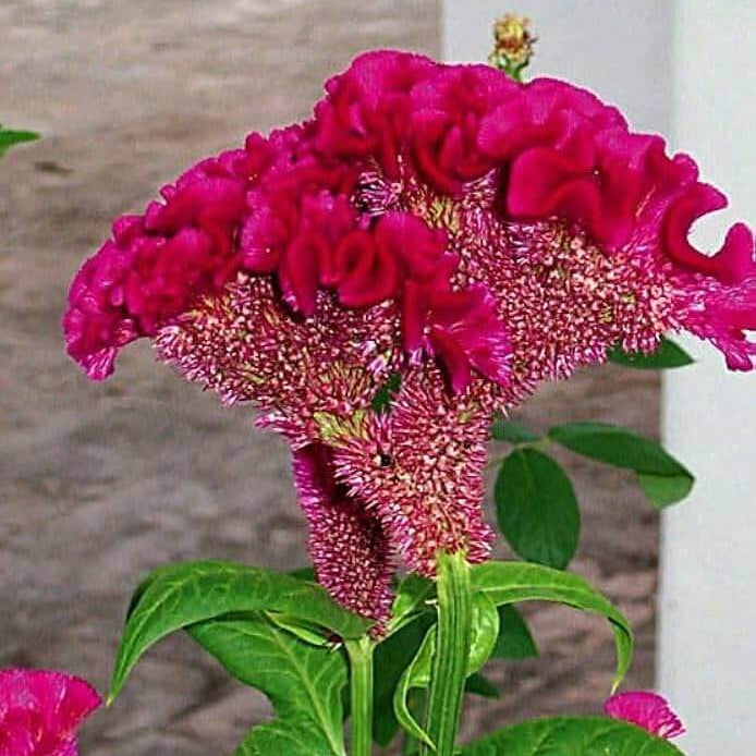 Seasonal Bloomer Dark Pink Celosia Seeds - Heirloom Flower Garden Seeds for Growing