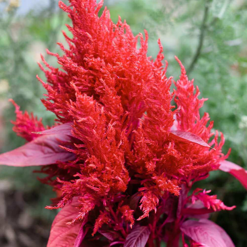Seasonal Bloomer Dark Pink Celosia Seeds - Heirloom Flower Garden Seeds for Growing