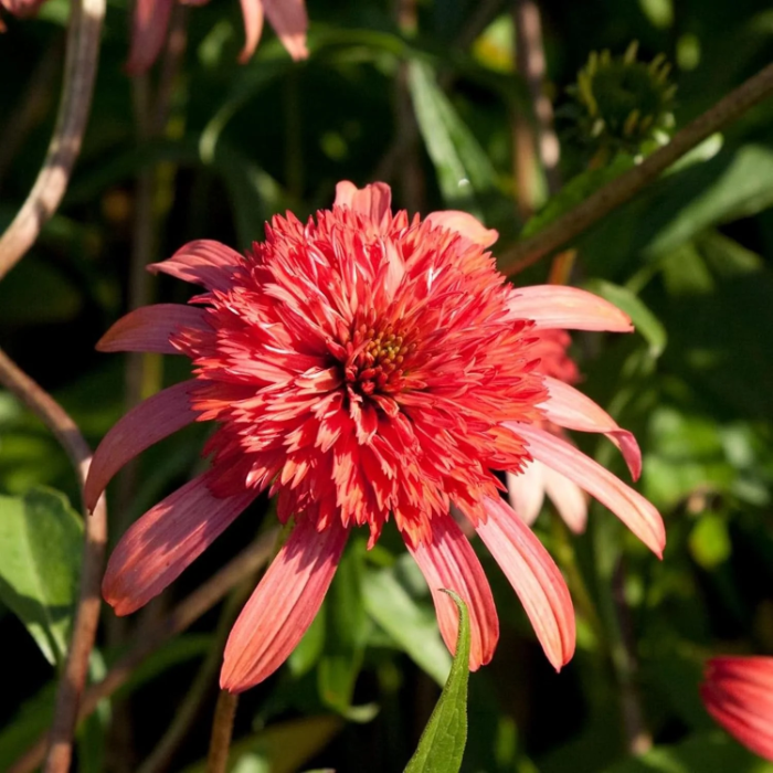 Secret Passion Echinacea Seeds - Heirloom Flower Garden Seeds for Growing